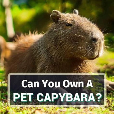Make sure you also wear sunscreen that is earth and reef-friendly, as to not harm the environment or. . Can you own a capybara in illinois